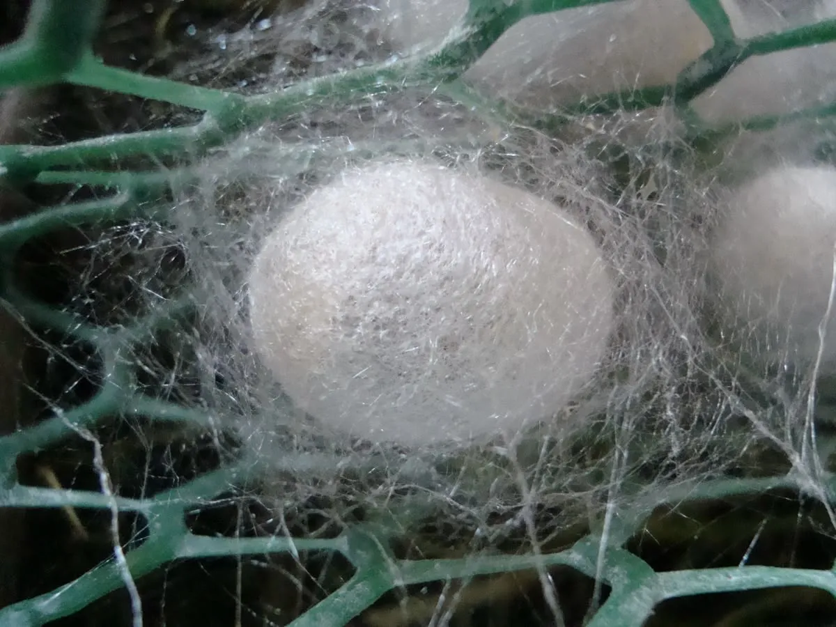 ابریشم (Silk Cones): ایک مکمل طبی انسائیکلوپیڈیا